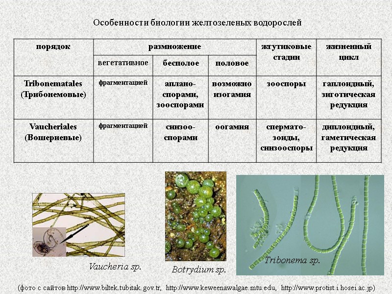 Особенности биологии желтозеленых водорослей (фото с сайтов http://www.biltek.tubitak.gov.tr, http://www.keweenawalgae.mtu.edu, http://www.protist.i.hosei.ac.jp) Botrydium sp. Vaucheria sp.